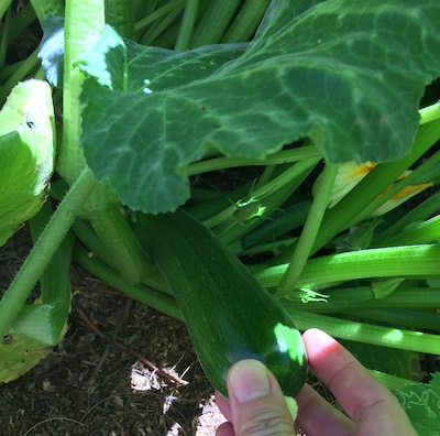 garden zucchini